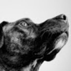 Meet your Posher, Ben